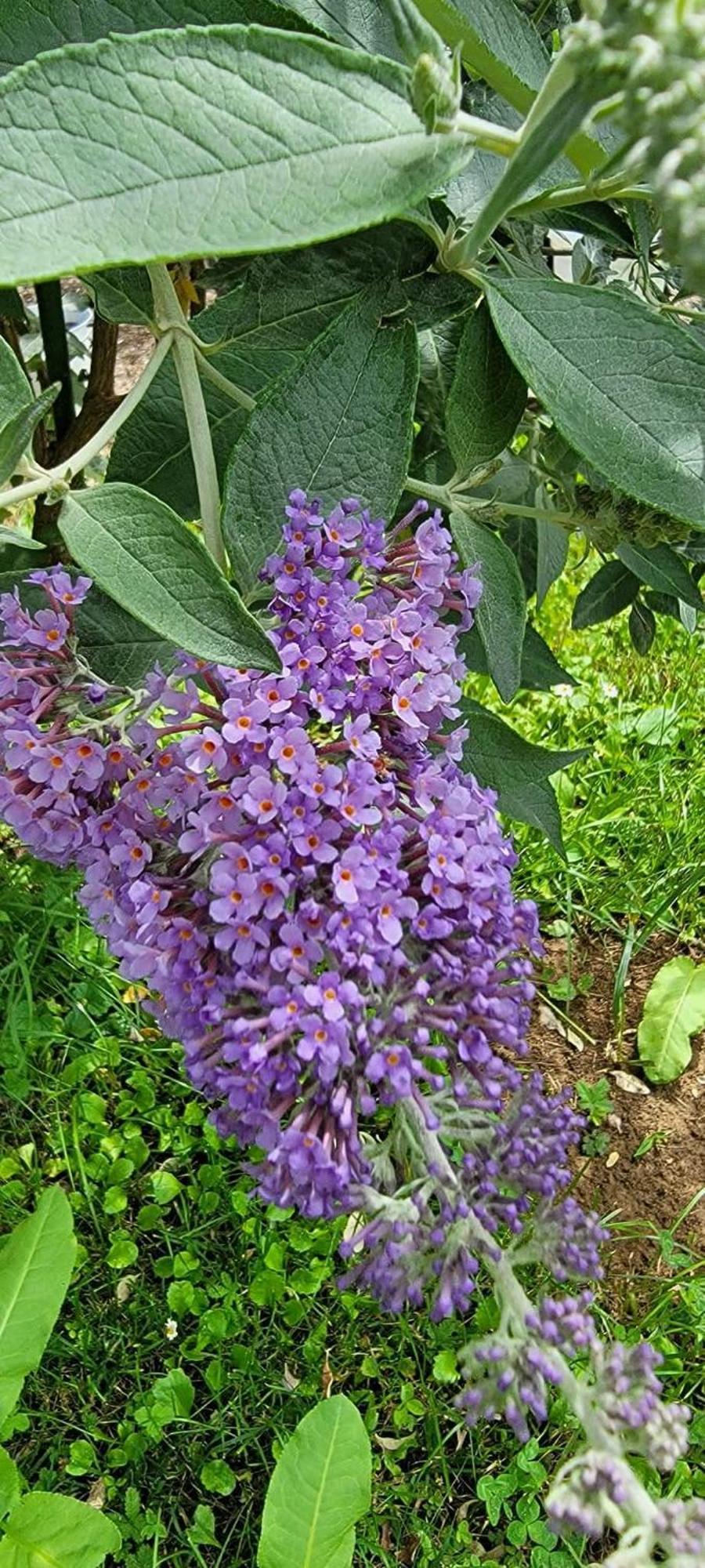 Vila Jovana Vrdnik Luaran gambar