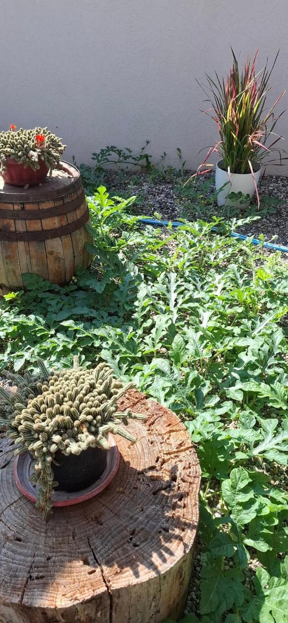 Vila Jovana Vrdnik Luaran gambar